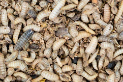 Black Soldier Fly Larva