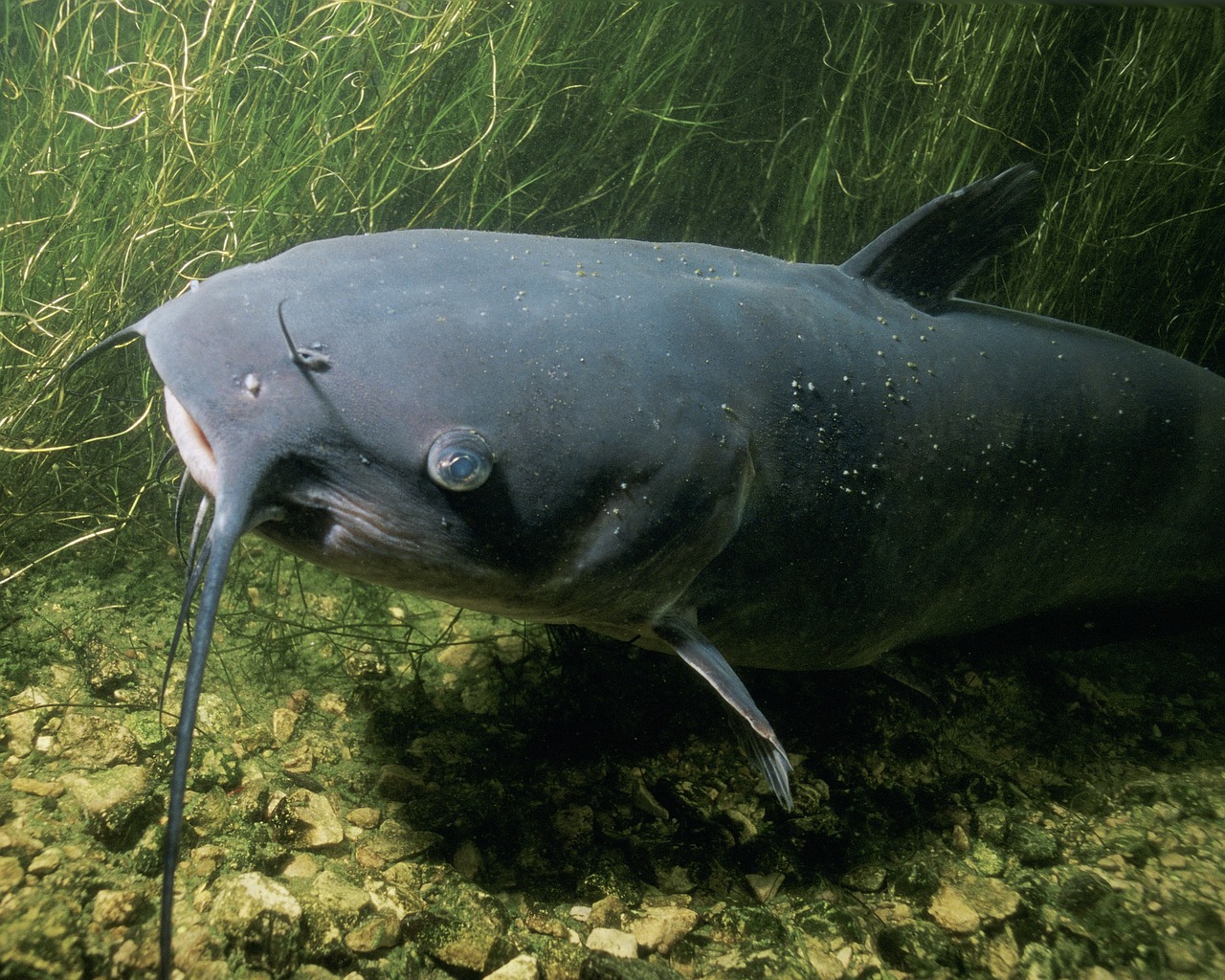 Channel Catfish Pixabay com