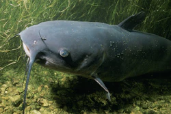 Channel Catfish Pixabay com