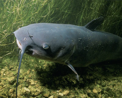Channel Catfish Pixabay com