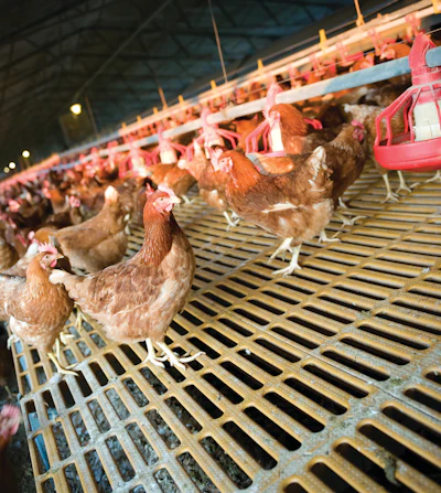 Chicken Poultry Free