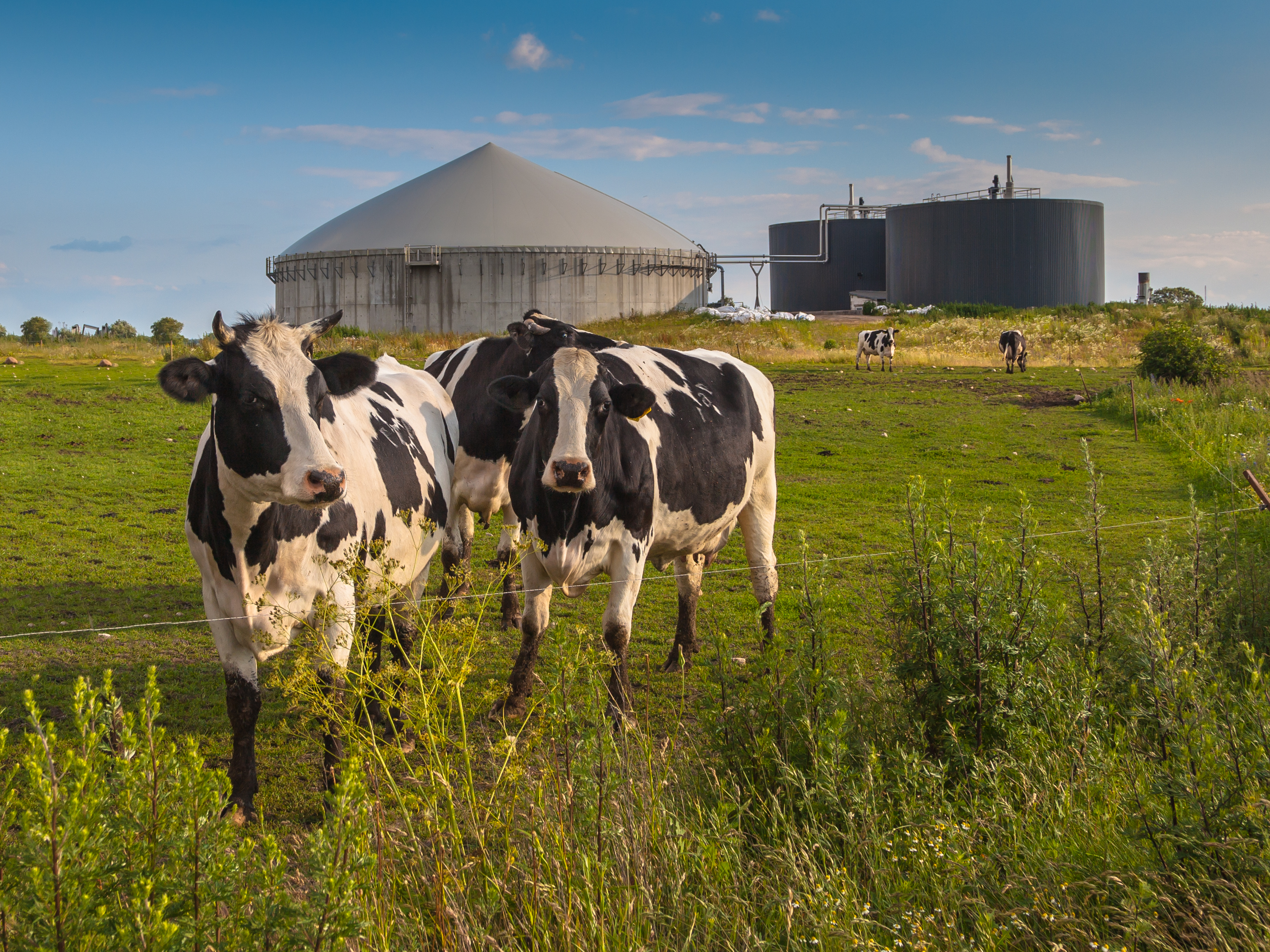 Dairy Cows Manure Digester