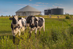 Dairy Cows Manure Digester