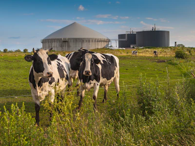 Dairy Cows Manure Digester