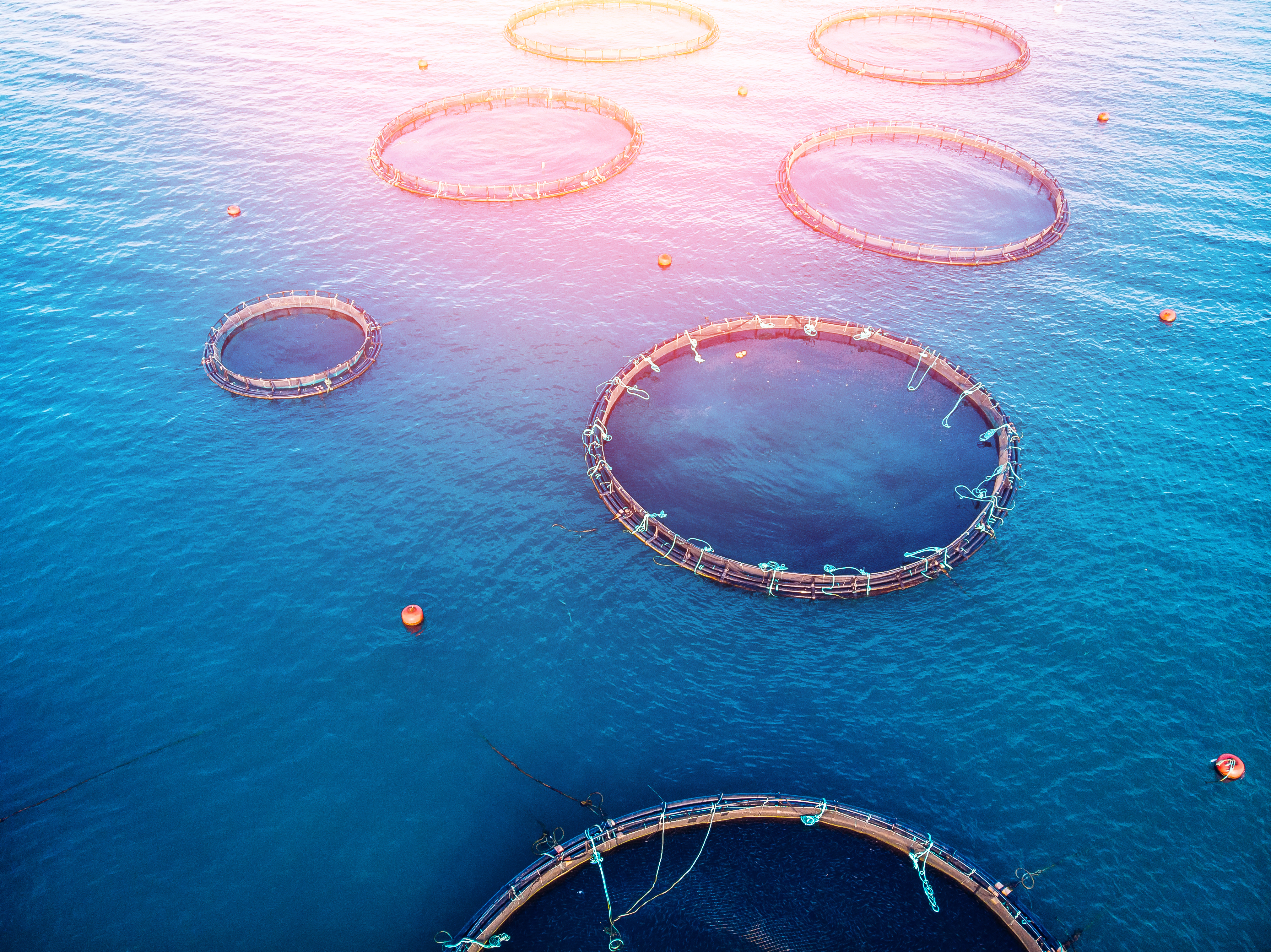 Fish Farm