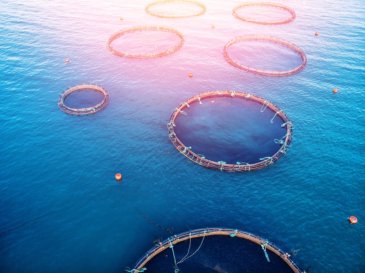 Climate-driven feed shortages could cut aquaculture by 35%