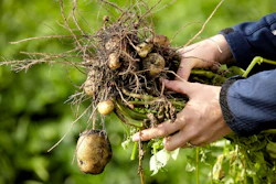 Kmc Innovative Potato Based Solutions For The Feed And Petfood Industry