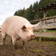 Large Pig In Mud