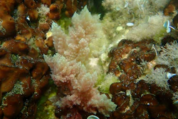 Red Algae Asparagopsis