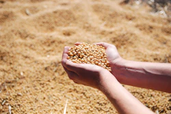 Hand cupping golden soybean seeds over harvested grain background