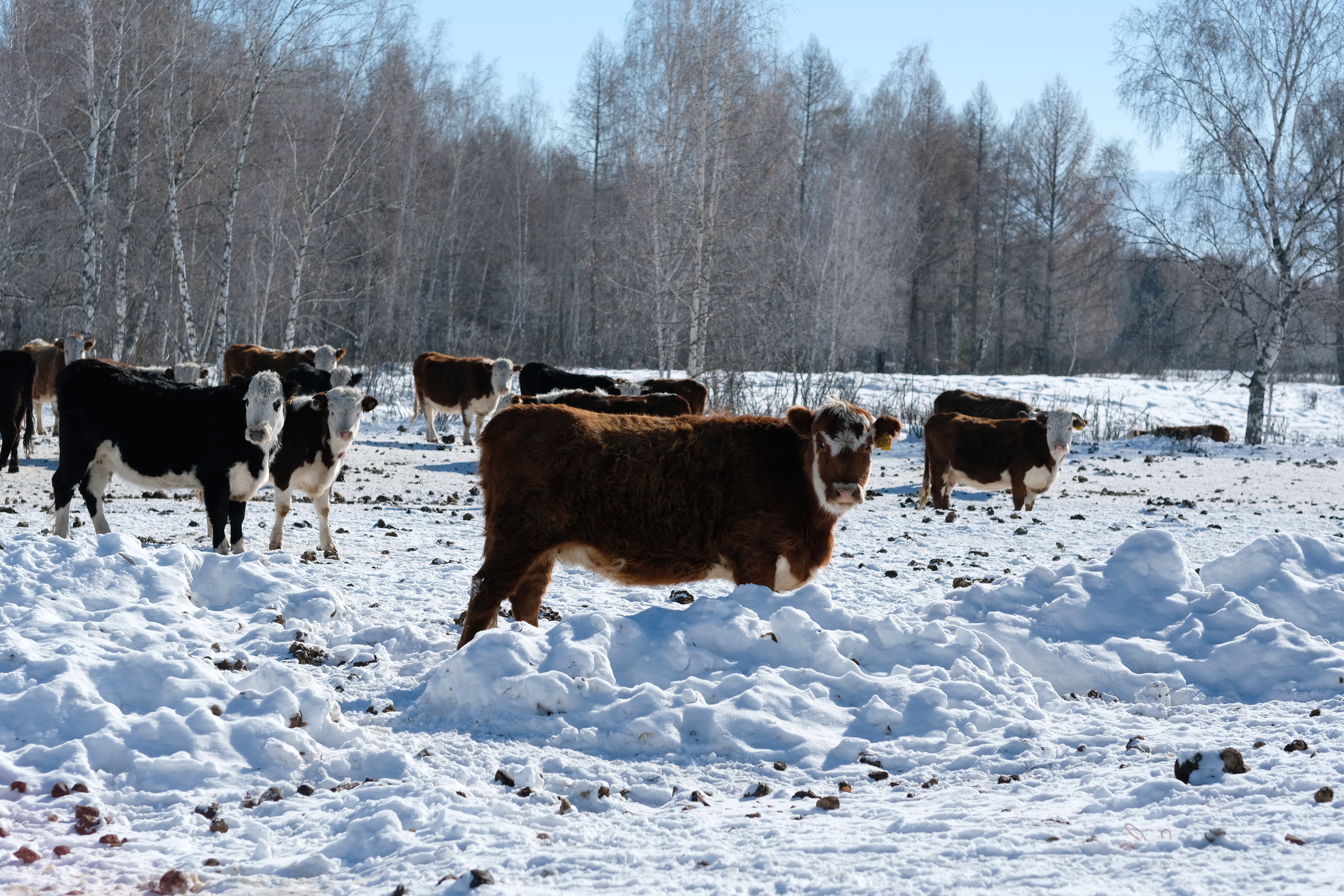 Cattle In Snow