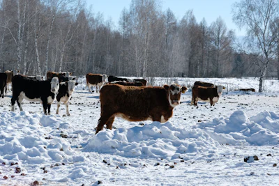Cattle In Snow