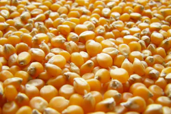 Golden yellow corn kernels tightly clustered together