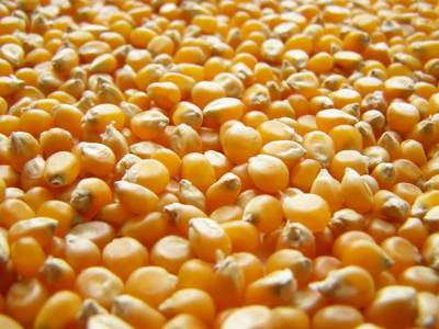 Corn Kernals