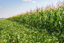 Corn Soybean Field
