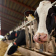 Dairy Cows Eating