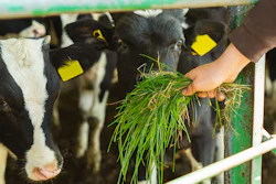 Feeding Grass Cows