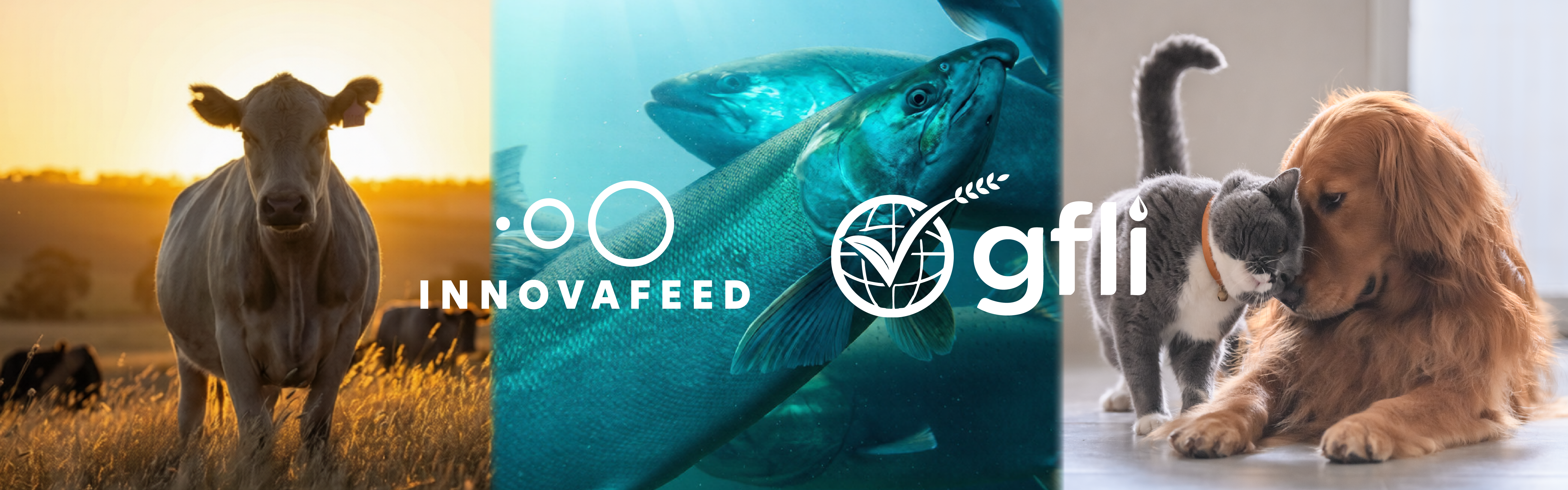 I Fx Gfli Banner
