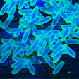 Lactobacillus