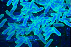 Lactobacillus