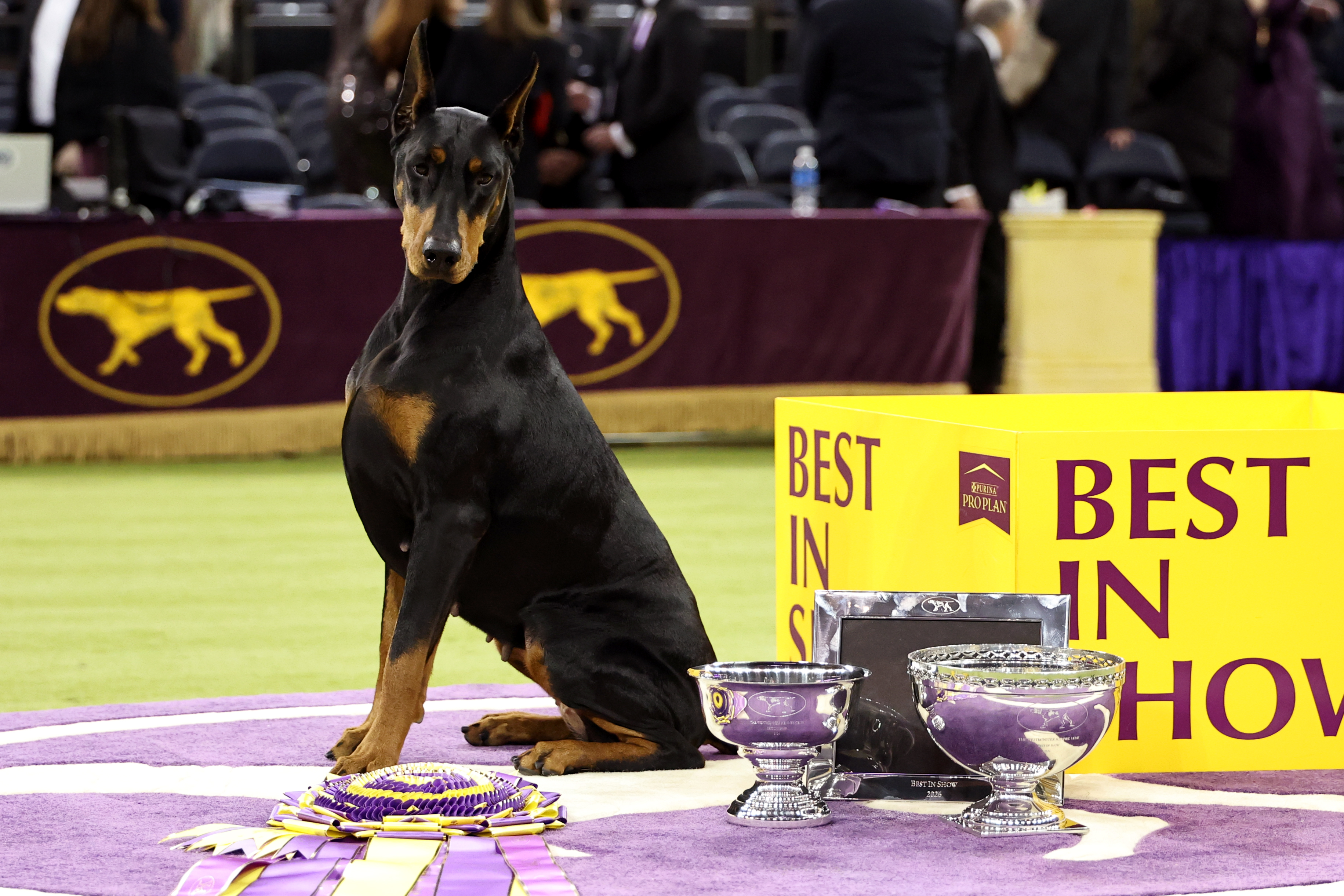 Black and tan Doberman Pinscher sitting with Best in Show awards