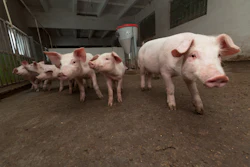 Piglets In Pen