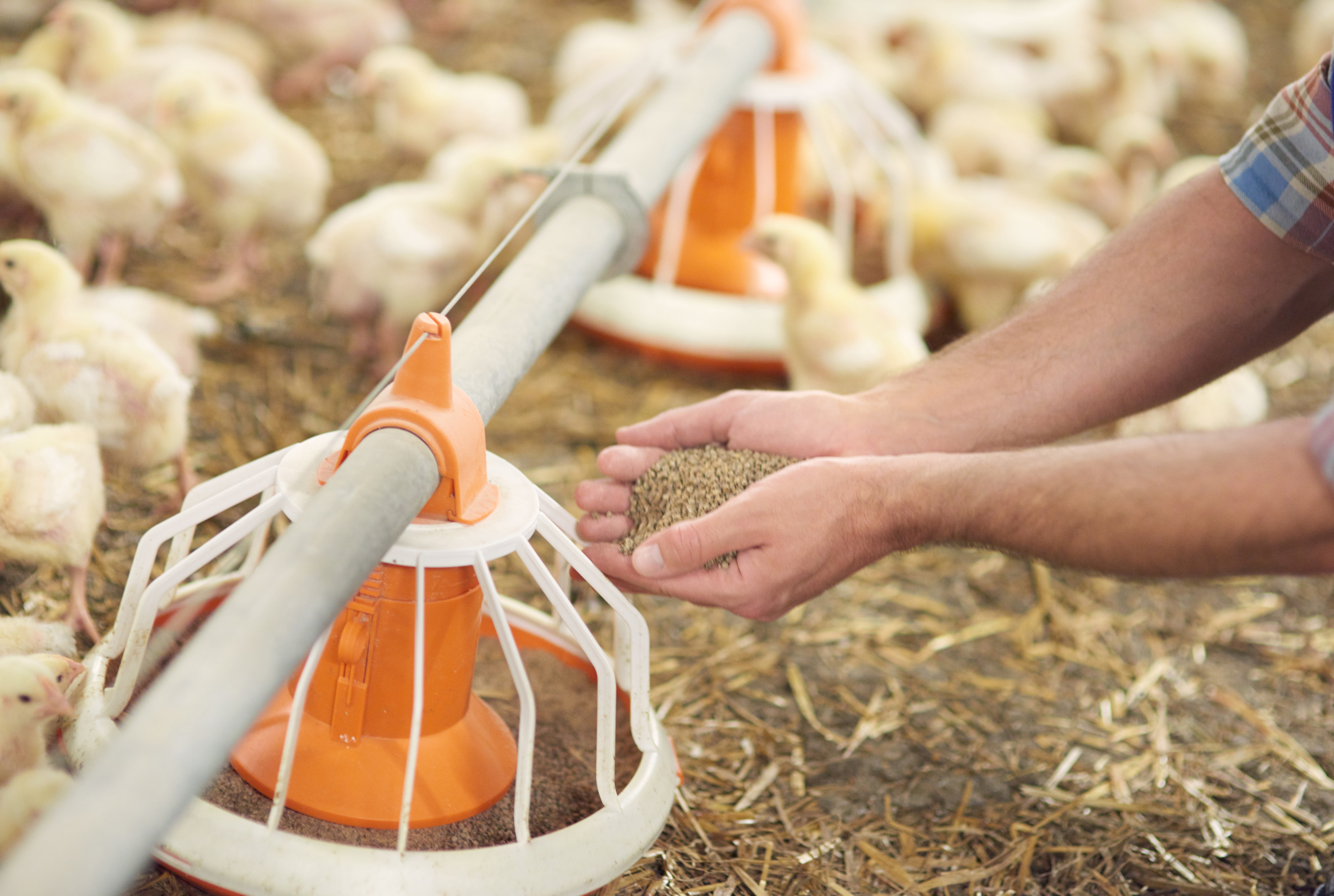 Poultry Feed Sustainable