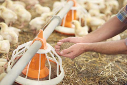 Farm worker's hand distributing feed to baby chicks using orange feeder