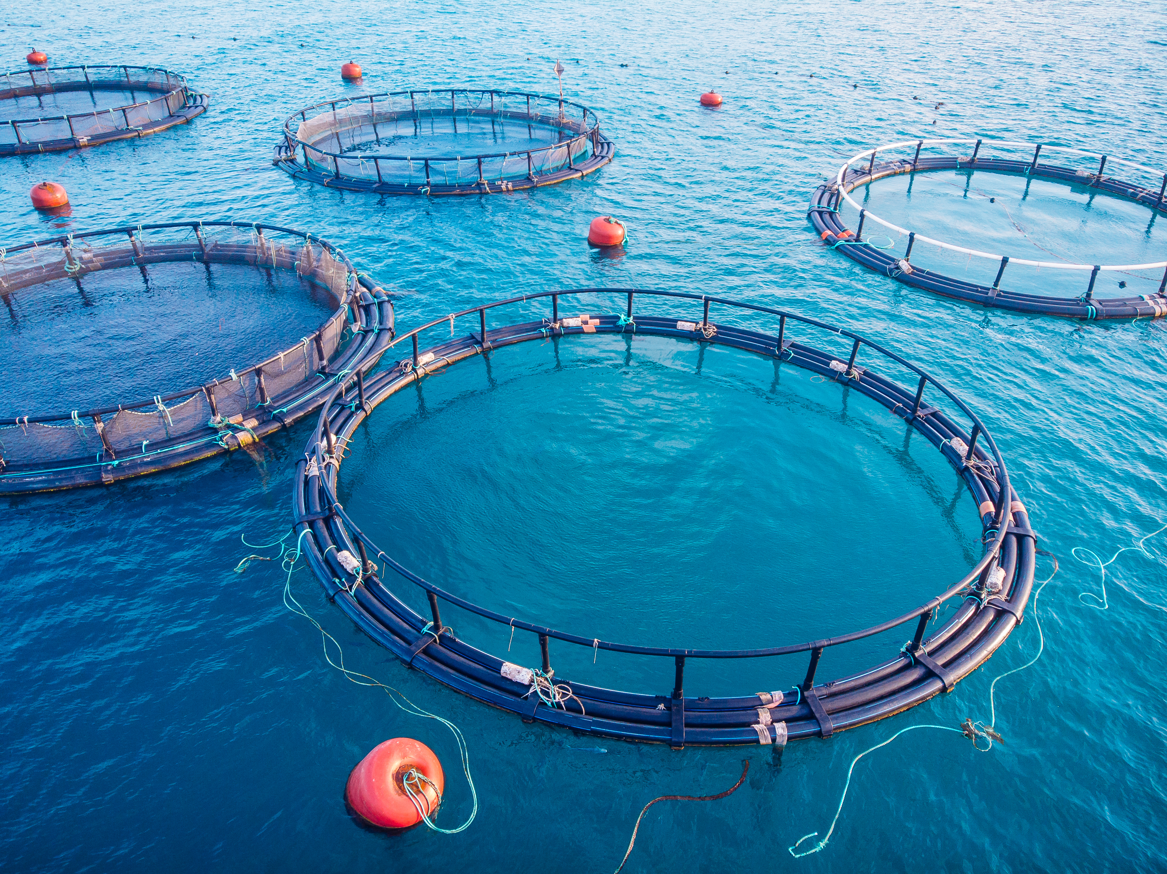 Salmon Fish Farm Aquaculture