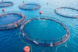 Salmon Fish Farm Aquaculture