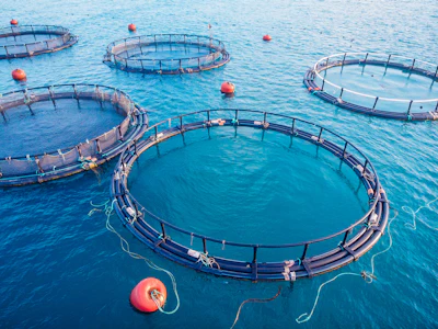Salmon Fish Farm Aquaculture