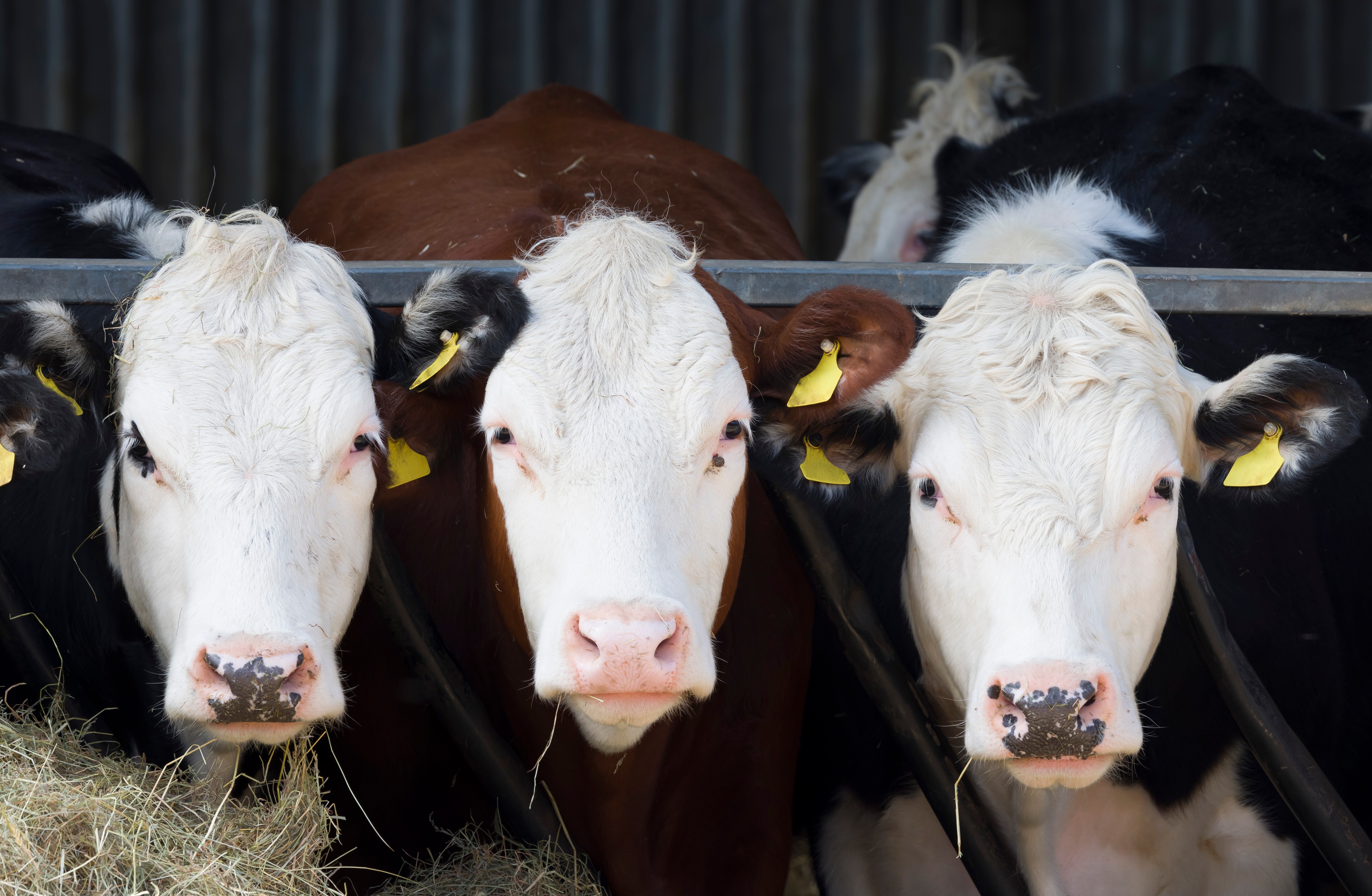 Three Cows Faces