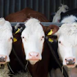 Three Cows Faces