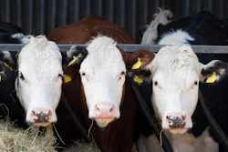 Three Cows Faces