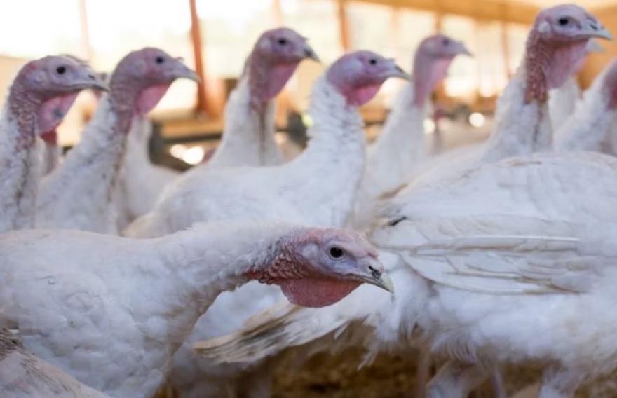 Turkey Flock Budabar Bigstock