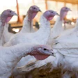Turkey Flock Budabar Bigstock