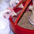 White Chickens Eating Automatic Feeder 1