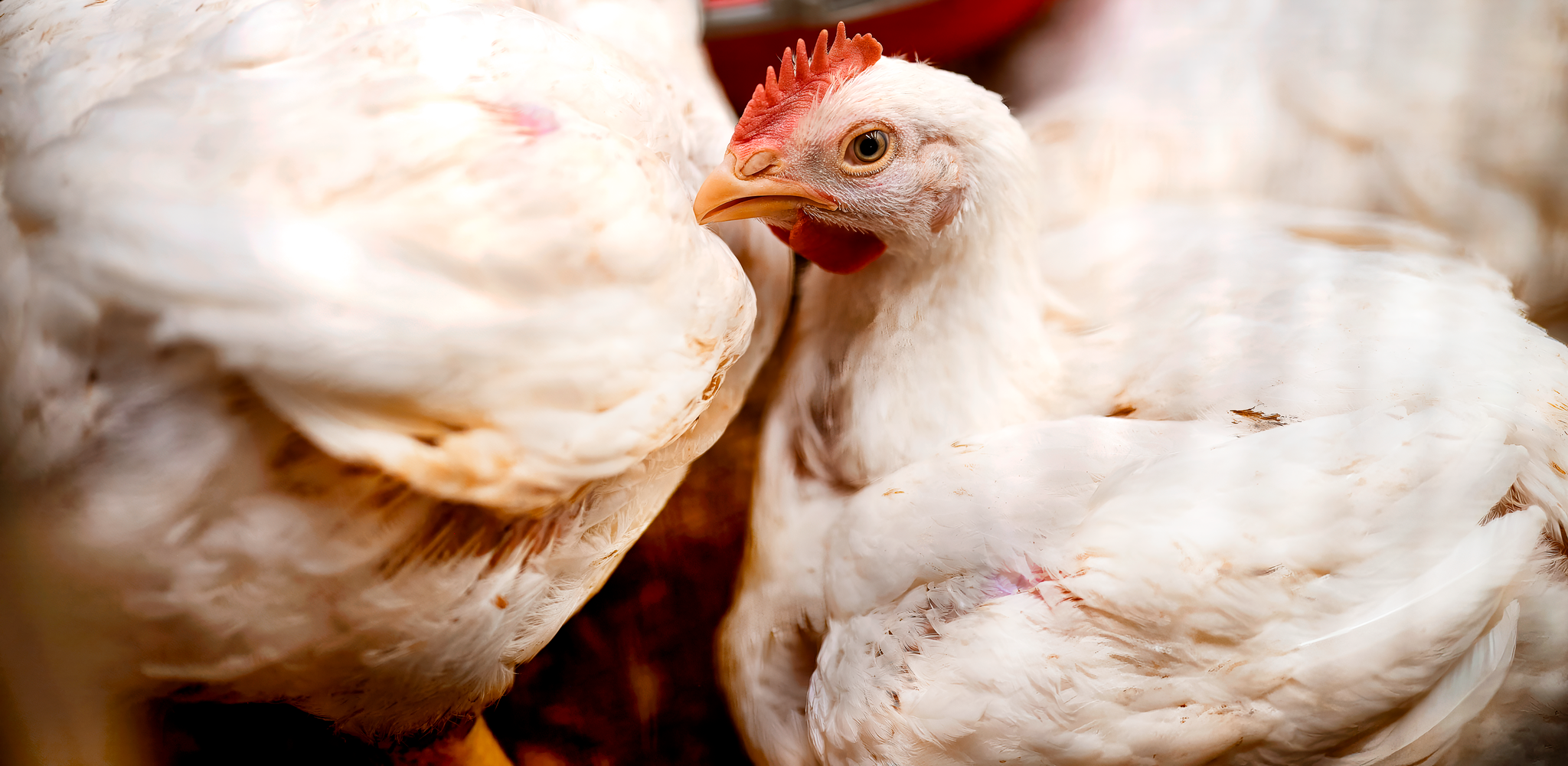Adm Broiler