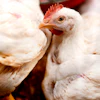 Adm Broiler