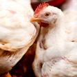 Adm Broiler
