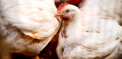 Adm Broiler