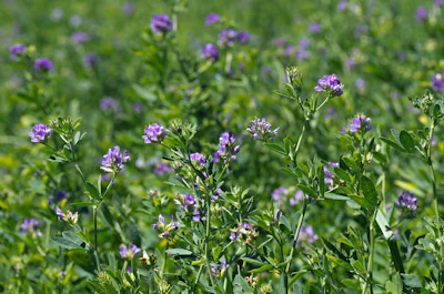 Alfalfa