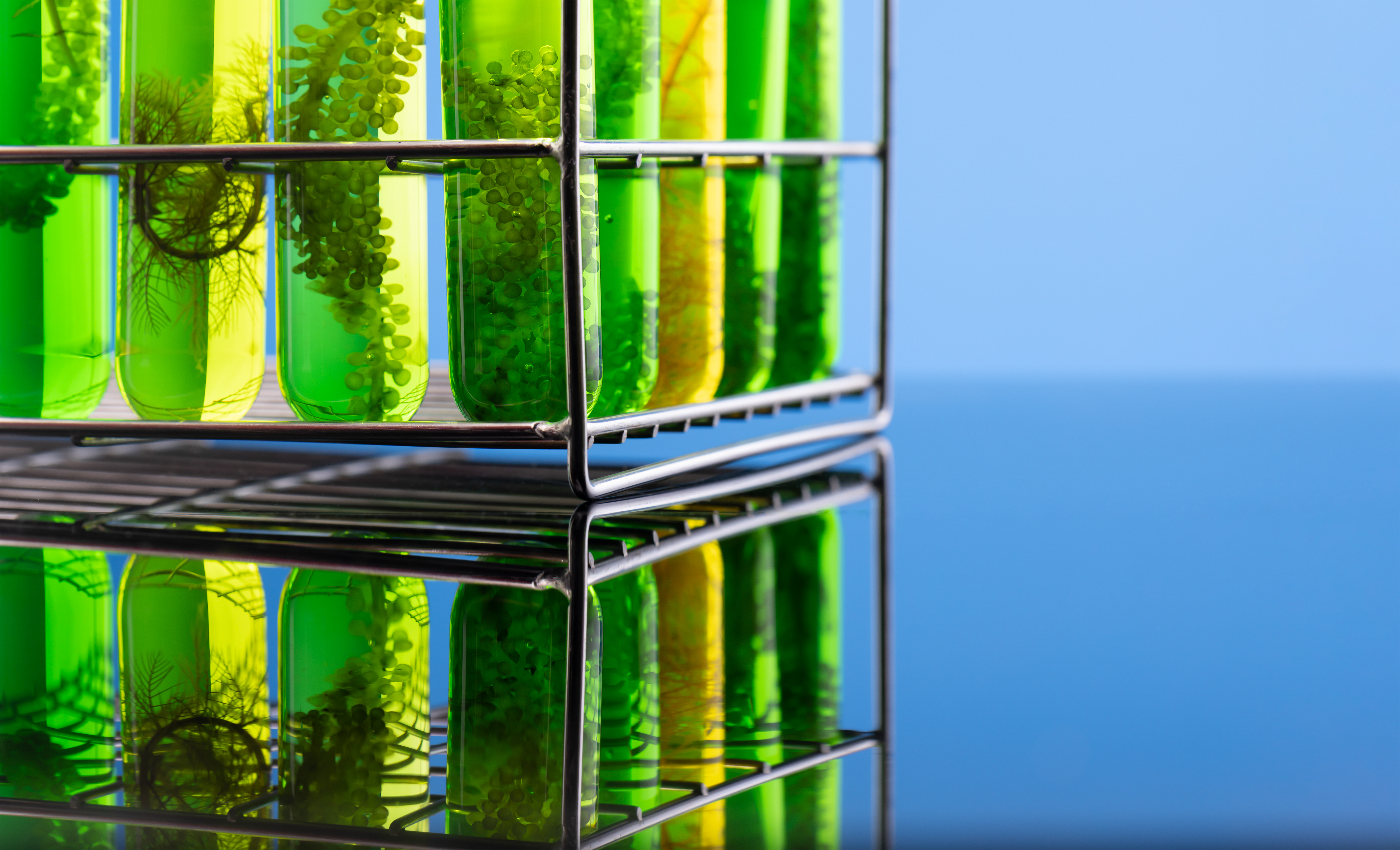 Algal Oil Algae