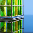 Algal Oil Algae