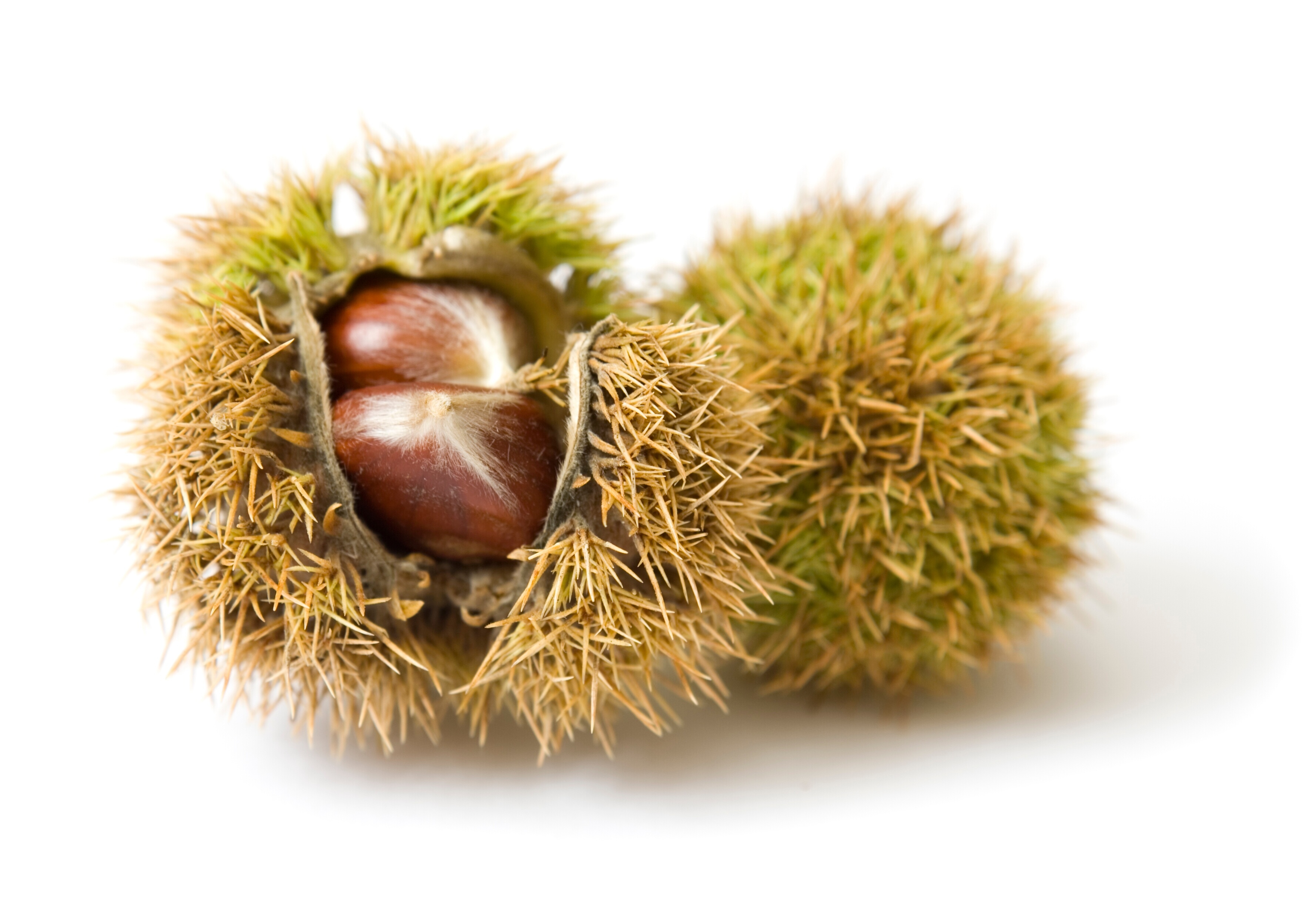 Bigstock Chestnuts 3311627