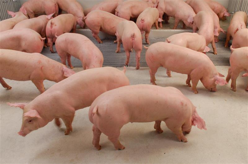 Bigstock Clean Pigs In Pig Breeding Far 269095777