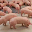 Bigstock Clean Pigs In Pig Breeding Far 269095777