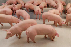 Bigstock Clean Pigs In Pig Breeding Far 269095777