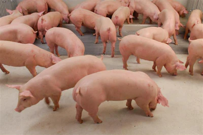 Bigstock Clean Pigs In Pig Breeding Far 269095777