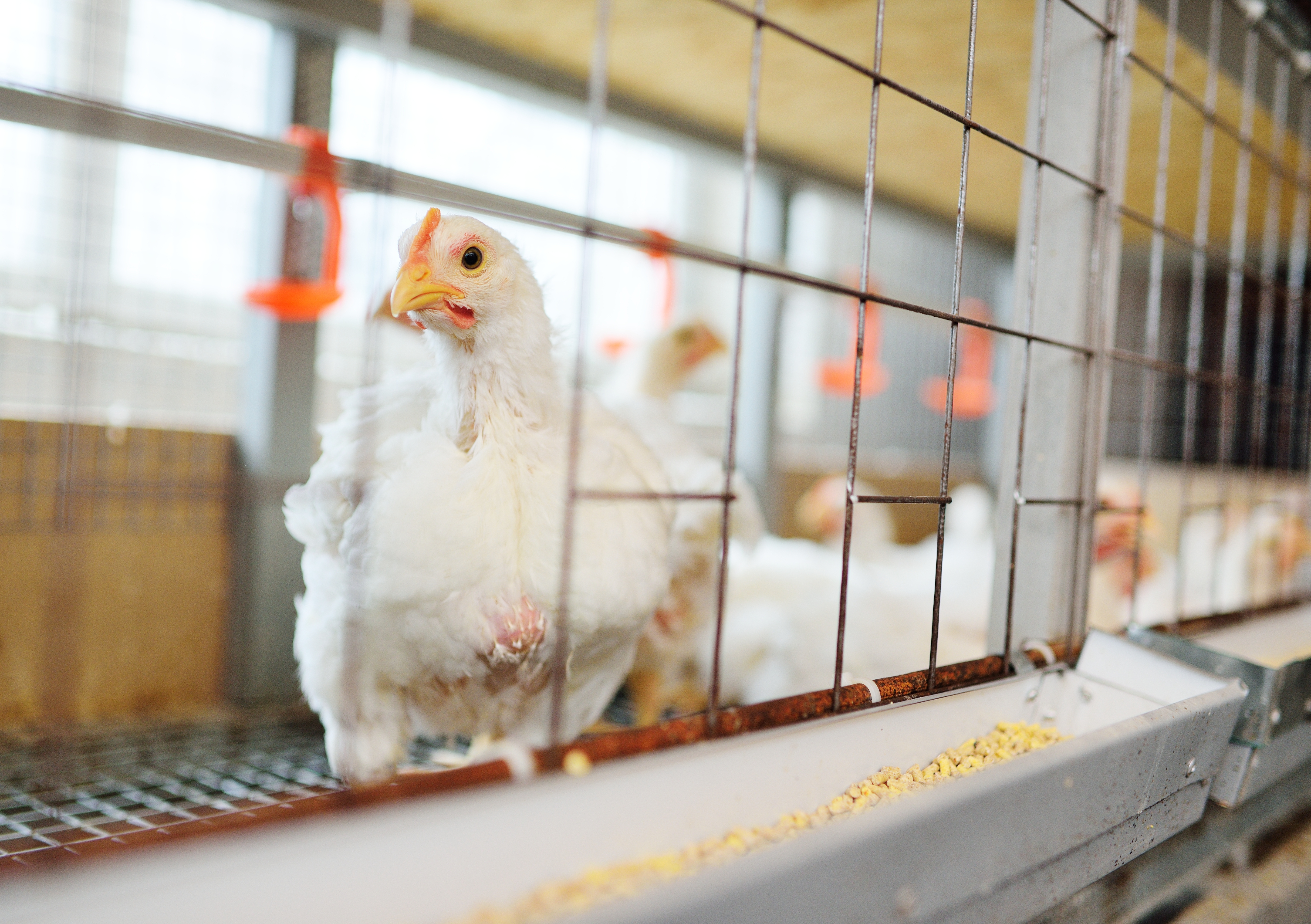 Formulating feed for economic optimum amino acid nutrition